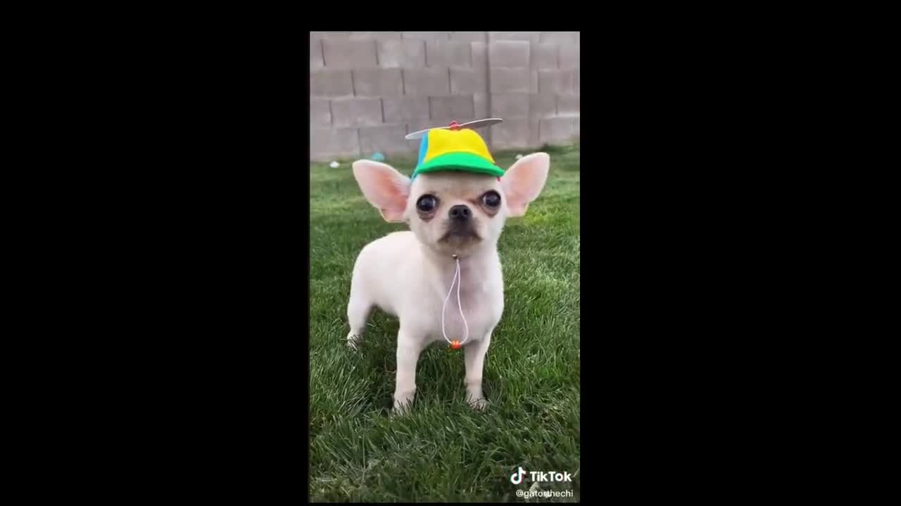 dog helicopter hat