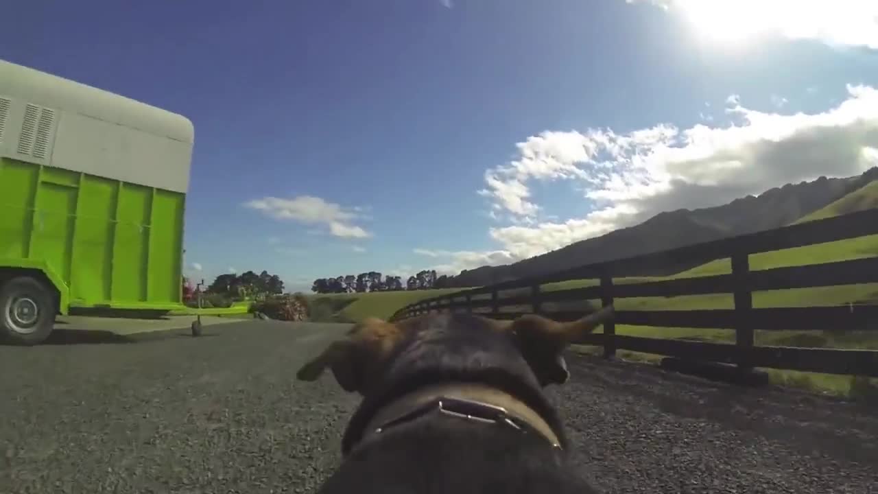 dog camera for collar