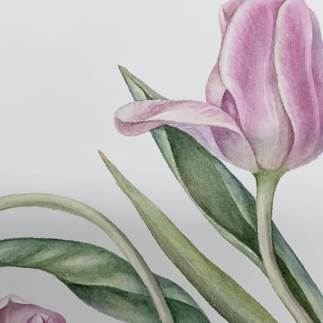 Pink Floral Watercolour Botanical Artist Cards Gift Pack of Four with Poppies Fabulous Dahlia and Tulips