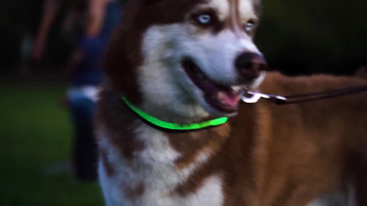 lighted leash