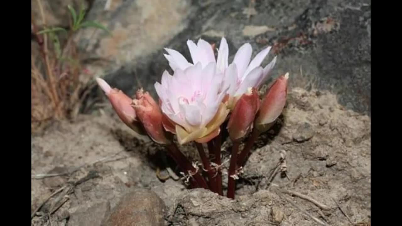 Lewisia Rediviva V Minor Bitter Root Sand Rose 5 Etsy Mexico Lewisia Rediviva V Minor Bitter Root Sand Rose 5 Etsy Mexico